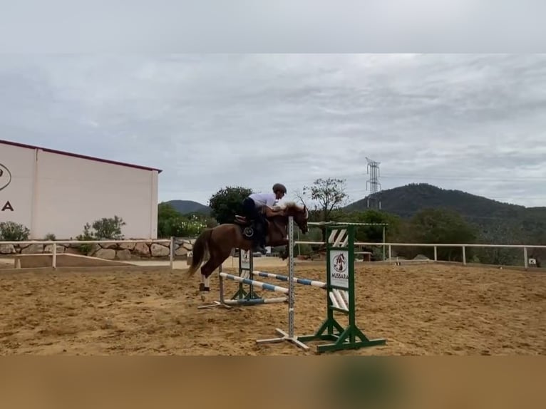 Welsh C (of Cob Type) Gelding 8 years 13,2 hh Sorrel in Vilaplana