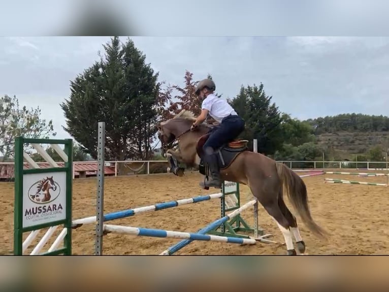 Welsh C (of Cob Type) Gelding 8 years 13,2 hh Sorrel in Vilaplana