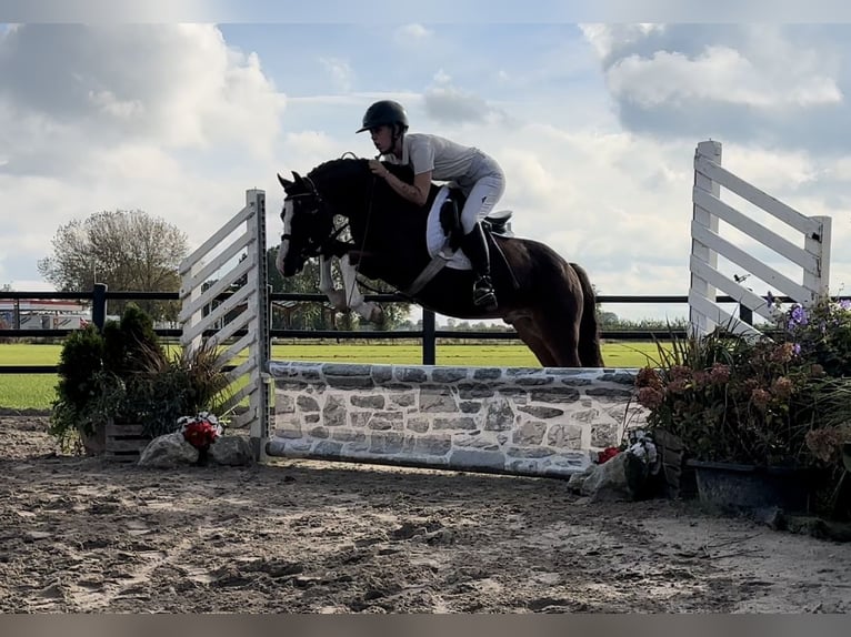 Welsh C (of Cob Type) Gelding 9 years 12,2 hh Chestnut-Red in Bunnik