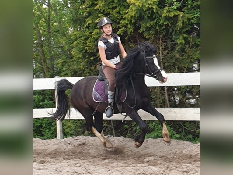 Welsh C (of Cob Type) Gelding 9 years 13,1 hh Black in Rheinb&#xF6;llen