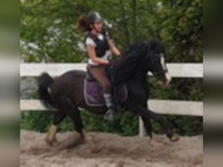 Welsh C (of Cob Type) Gelding 9 years 13,1 hh Black in Rheinb&#xF6;llen
