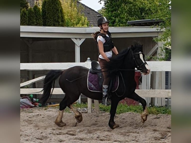 Welsh C (of Cob Type) Gelding 9 years 13,1 hh Black in Rheinb&#xF6;llen