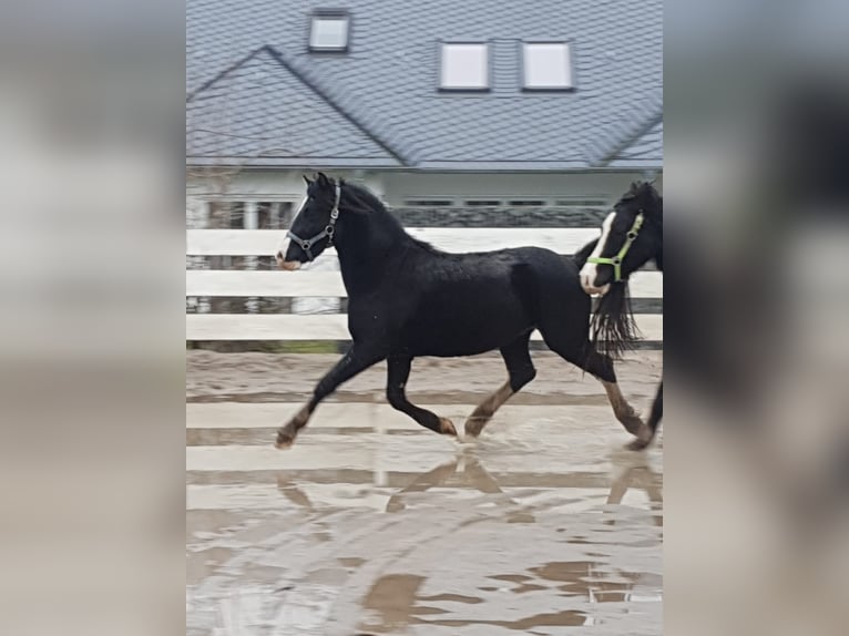 Welsh C (of Cob Type) Gelding 9 years 13,1 hh Black in Rheinb&#xF6;llen