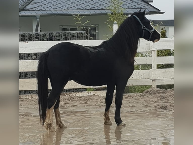 Welsh C (of Cob Type) Gelding 9 years 13,1 hh Black in Rheinb&#xF6;llen