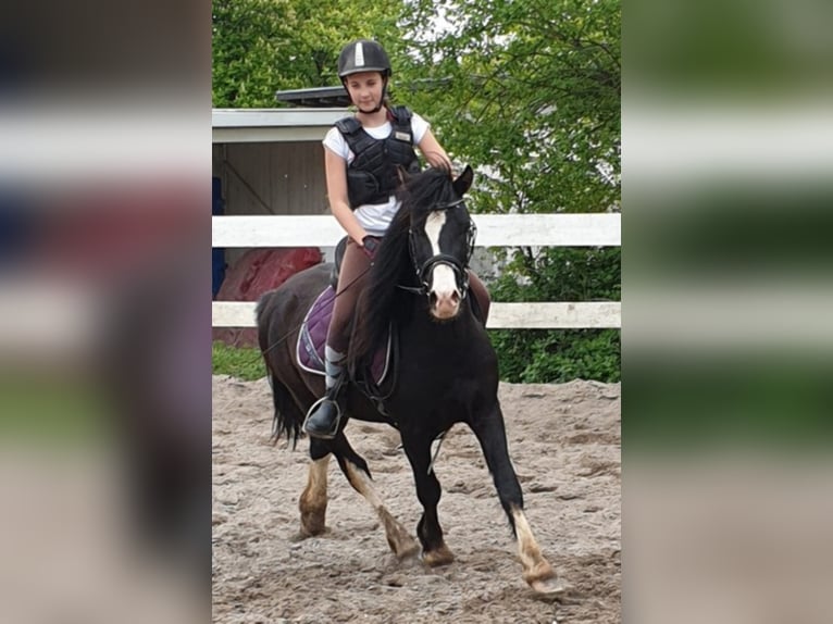 Welsh C (of Cob Type) Gelding 9 years 13,1 hh Black in Rheinb&#xF6;llen