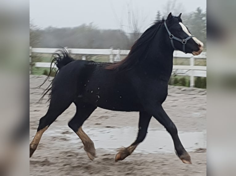 Welsh C (of Cob Type) Gelding 9 years 13,1 hh Black in Rheinb&#xF6;llen