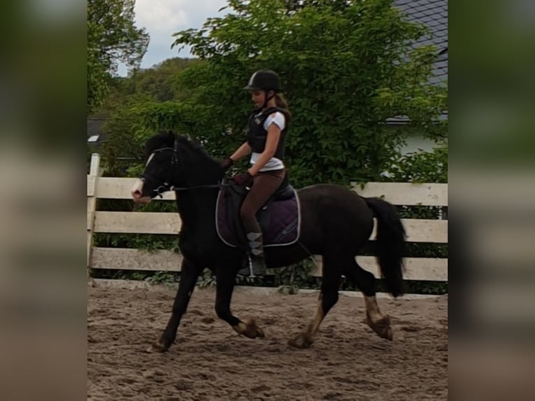 Welsh C (of Cob Type) Gelding 9 years 13,1 hh Black in Rheinb&#xF6;llen