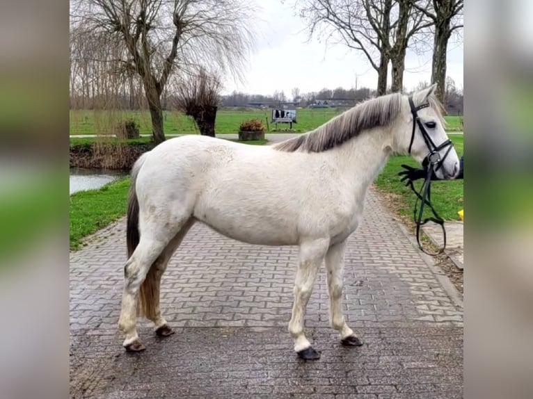 Welsh C (of Cob Type) Mare 10 years 12,3 hh Gray in Berlicum