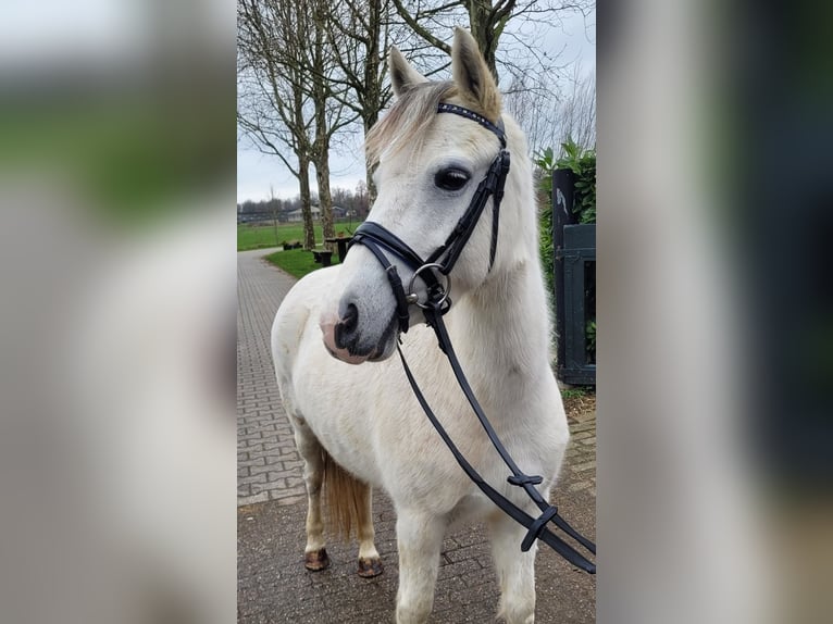 Welsh C (of Cob Type) Mare 10 years 12,3 hh Gray in Berlicum