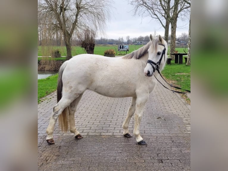 Welsh C (of Cob Type) Mare 10 years 12,3 hh Gray in Berlicum