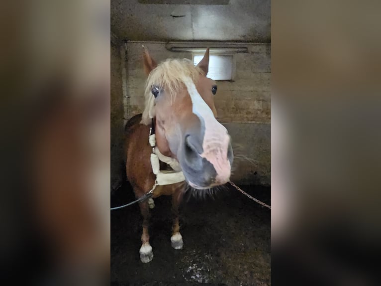 Welsh C (of Cob Type) Mare 10 years 13,1 hh Chestnut-Red in Koningshooikt