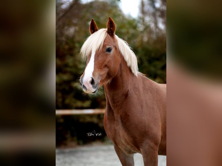 Welsh C (of Cob Type) Mare 10 years 13,1 hh Chestnut-Red in Koningshooikt