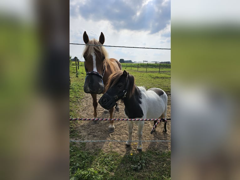 Welsh C (of Cob Type) Mare 10 years 13,1 hh Chestnut-Red in Koningshooikt