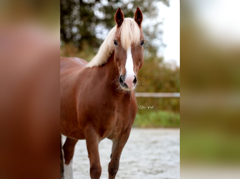 Welsh C (of Cob Type) Mare 10 years 13,1 hh Chestnut-Red in Koningshooikt