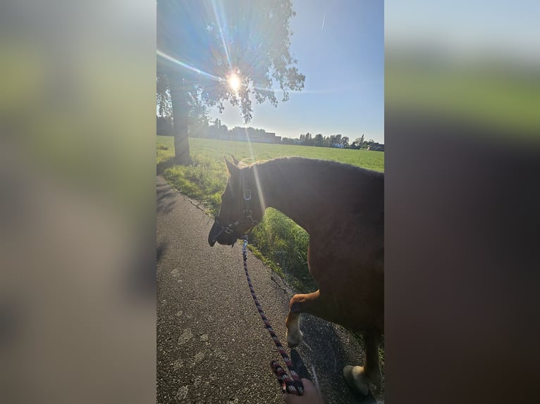 Welsh C (of Cob Type) Mare 10 years 13,1 hh Chestnut-Red in Koningshooikt