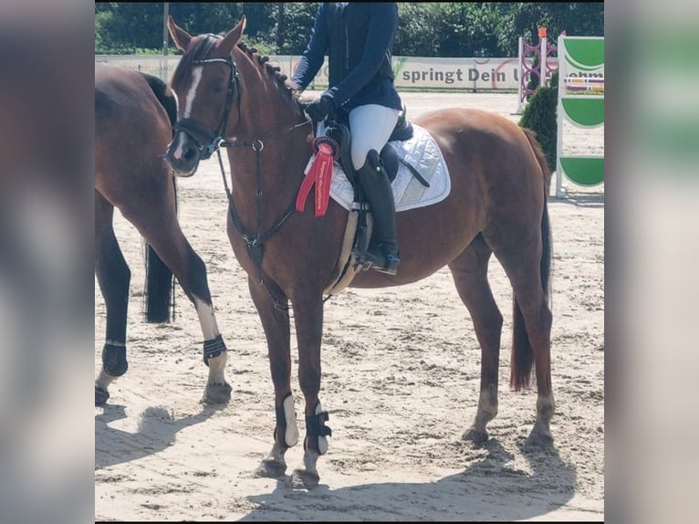 Welsh C (of Cob Type) Mare 10 years 14,1 hh Chestnut in Winsen (Aller)