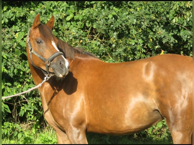 Welsh C (of Cob Type) Mare 10 years 14,1 hh Chestnut in Winsen (Aller)