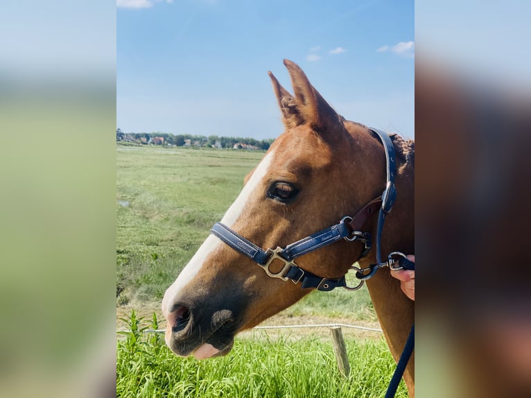 Welsh C (of Cob Type) Mare 11 years 13,2 hh Chestnut-Red in Villers-Outréaux