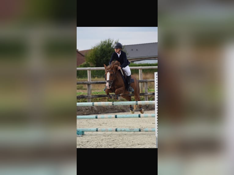 Welsh C (of Cob Type) Mare 11 years 13,2 hh Chestnut-Red in Villers-Outréaux