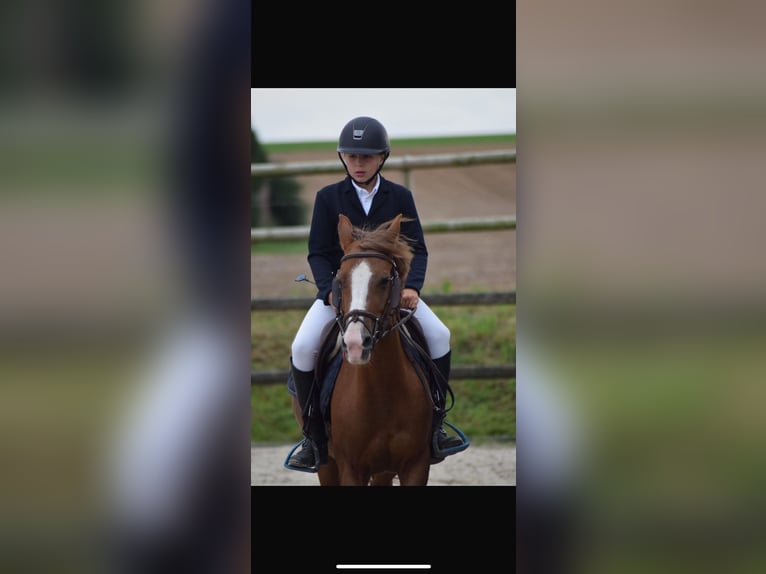 Welsh C (of Cob Type) Mare 11 years 13,2 hh Chestnut-Red in Villers-Outréaux