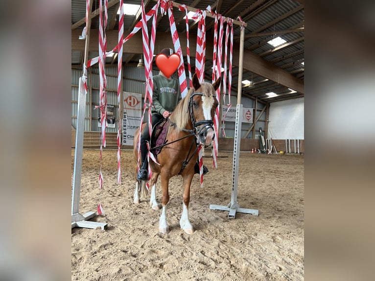 Welsh C (of Cob Type) Mare 12 years 12,1 hh Chestnut-Red in Sievershütten