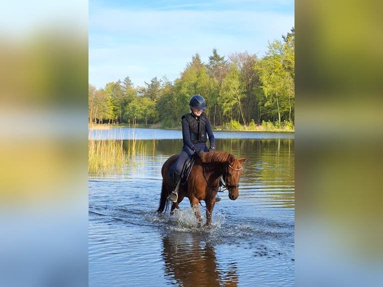 Welsh C (of Cob Type) Mare 12 years 13,1 hh Chestnut-Red in Ypecolsga