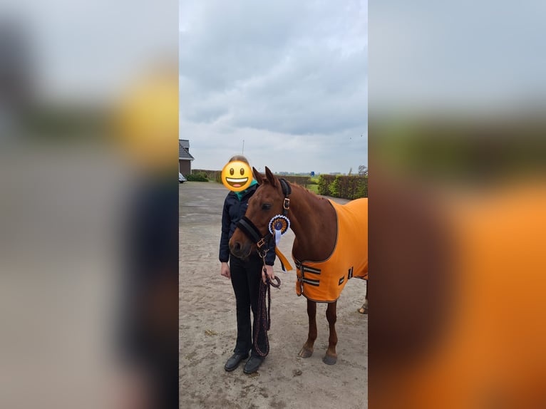 Welsh C (of Cob Type) Mare 12 years 13,1 hh Chestnut-Red in Ypecolsga