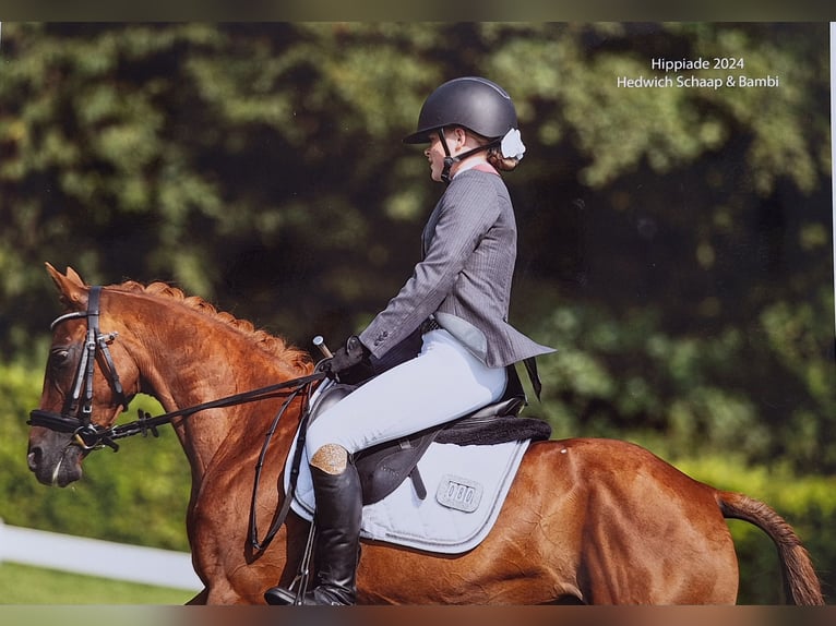 Welsh C (of Cob Type) Mare 12 years 13,1 hh Chestnut-Red in Ypecolsga