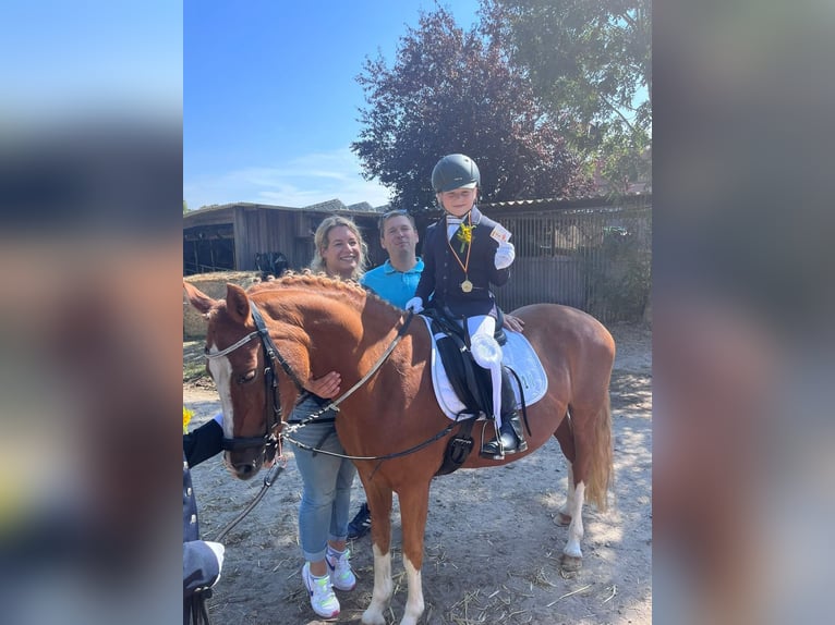 Welsh C (of Cob Type) Mare 12 years 13,2 hh Chestnut-Red in Uedem