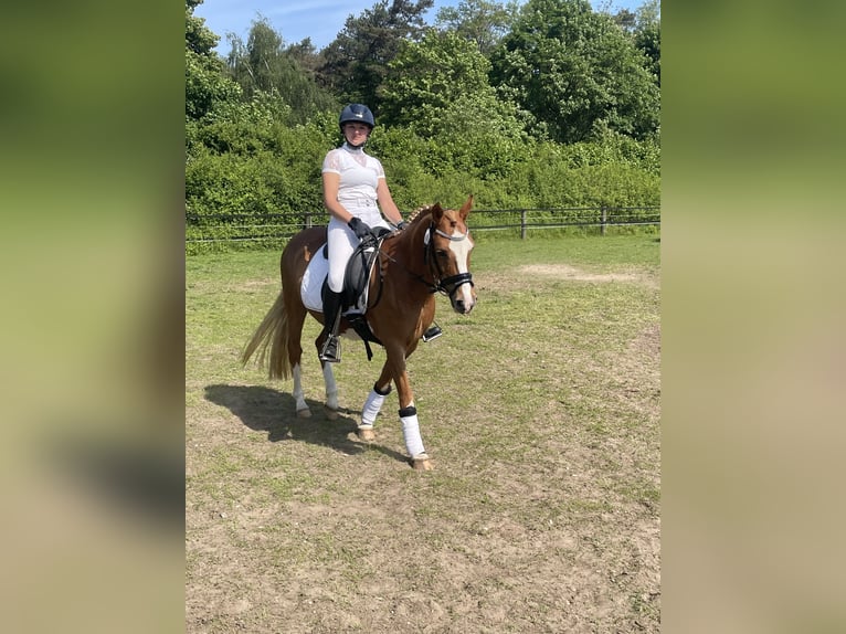 Welsh C (of Cob Type) Mare 12 years 13,2 hh Chestnut-Red in Uedem