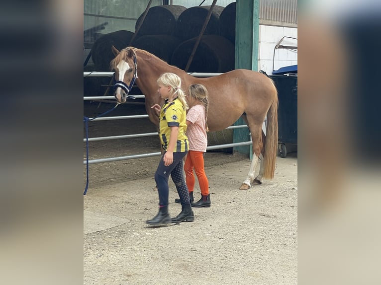 Welsh C (of Cob Type) Mare 12 years 13,2 hh Chestnut-Red in Uedem