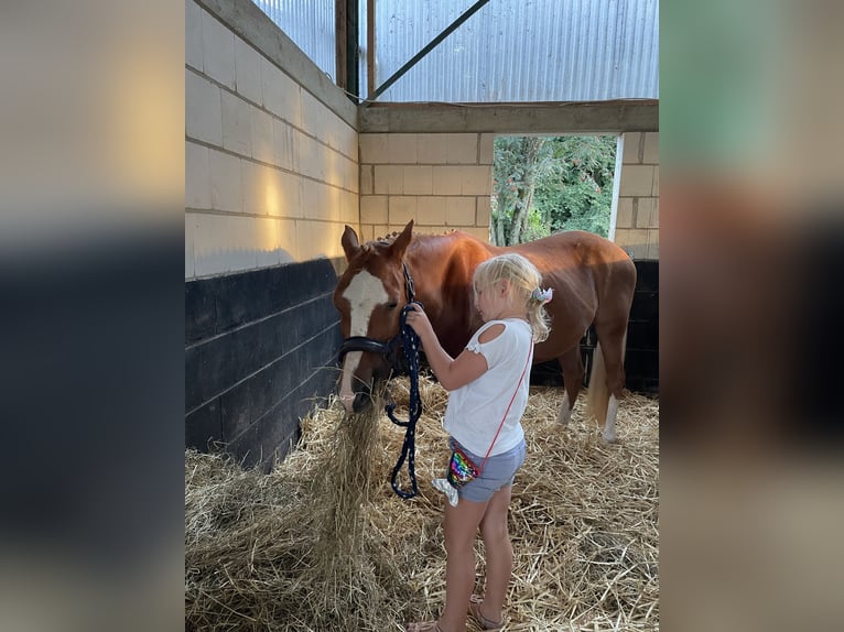 Welsh C (of Cob Type) Mare 12 years 13,2 hh Chestnut-Red in Uedem