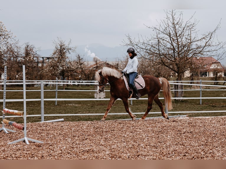 Welsh C (of Cob Type) Mare 12 years 14,1 hh Chestnut-Red in Strengelbach