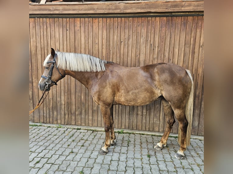 Welsh C (of Cob Type) Mare 12 years 14,1 hh Chestnut-Red in Strengelbach