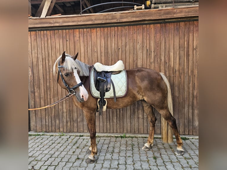 Welsh C (of Cob Type) Mare 12 years 14,1 hh Chestnut-Red in Strengelbach