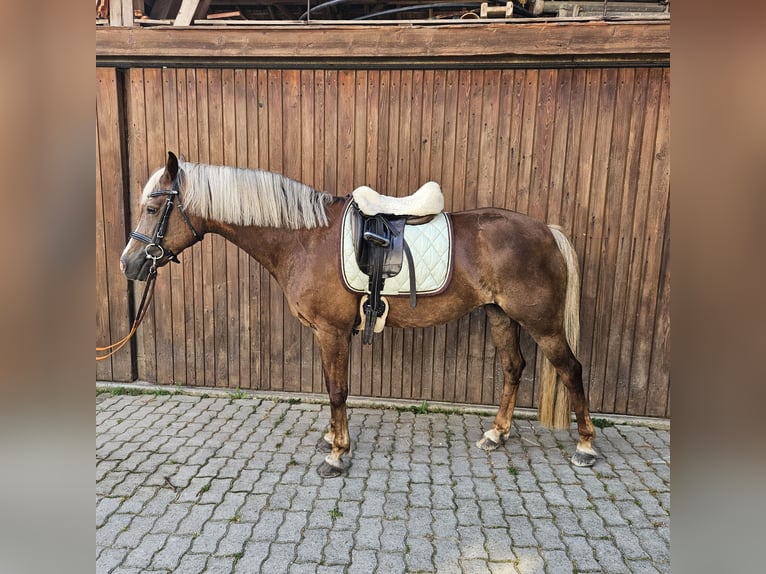 Welsh C (of Cob Type) Mare 12 years 14,1 hh Chestnut-Red in Strengelbach