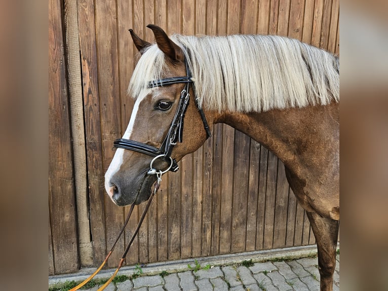 Welsh C (of Cob Type) Mare 12 years 14,1 hh Chestnut-Red in Strengelbach