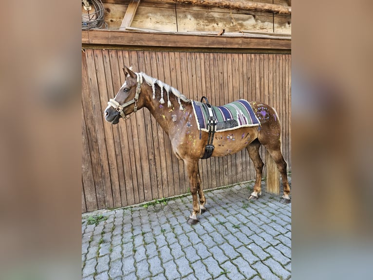 Welsh C (of Cob Type) Mare 12 years 14,1 hh Chestnut-Red in Strengelbach