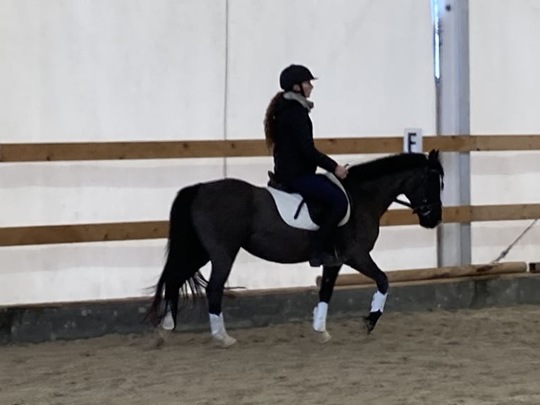 Welsh C (of Cob Type) Mare 13 years 12,2 hh Black in Prerov