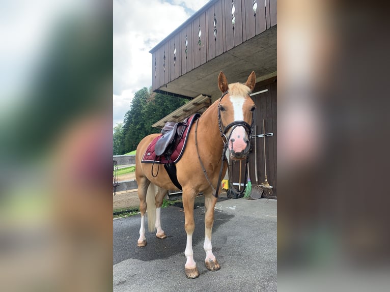 Welsh C (of Cob Type) Mare 13 years 13,1 hh Chestnut-Red in Mirchel