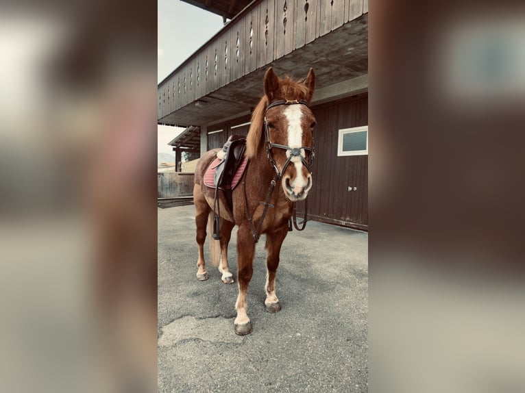 Welsh C (of Cob Type) Mare 13 years 13,1 hh Chestnut-Red in Mirchel