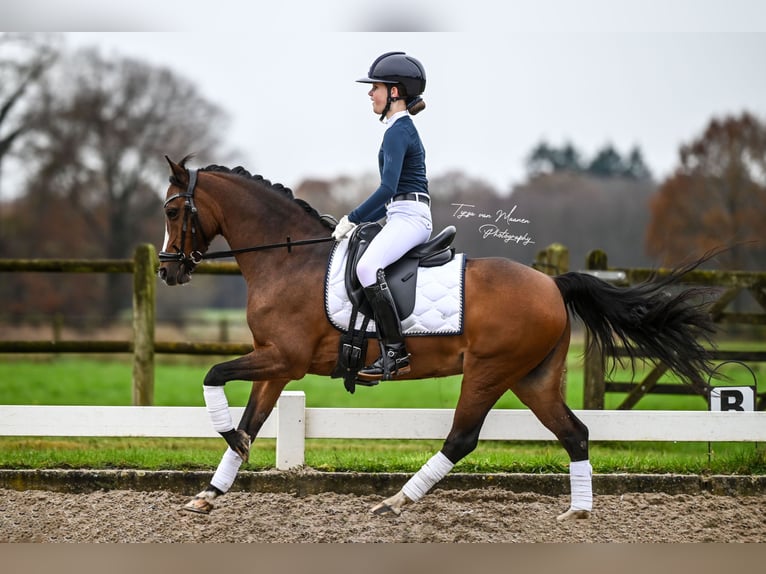 Welsh C (of Cob Type) Mare 13 years 13 hh Brown in Vorden