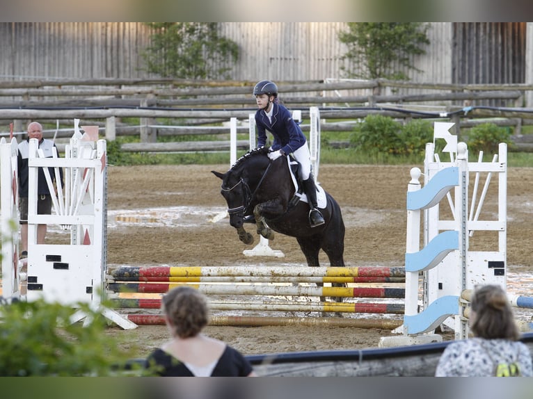 Welsh C (of Cob Type) Mix Mare 14 years 12,2 hh Black in Neusiedl/Zaya