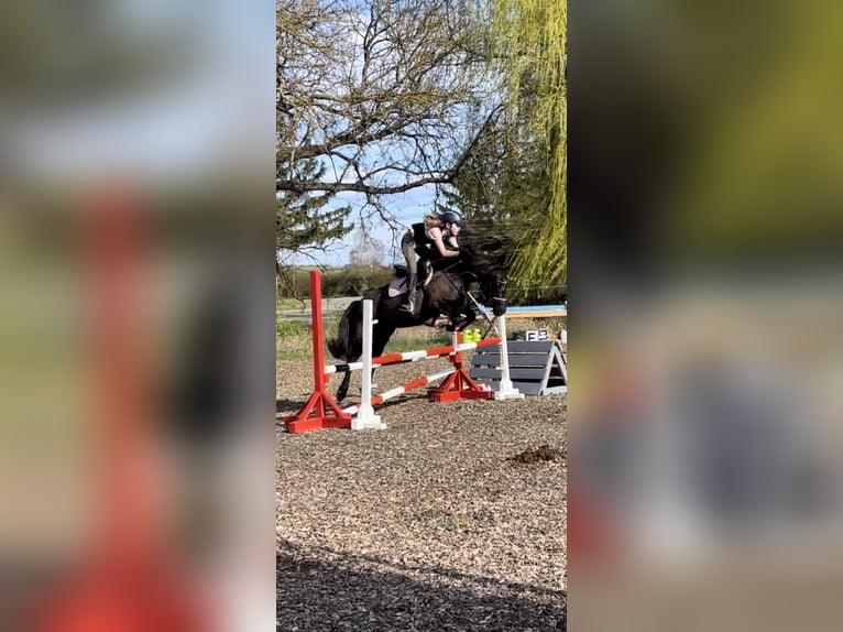 Welsh C (of Cob Type) Mix Mare 14 years 12,2 hh Black in Neusiedl/Zaya