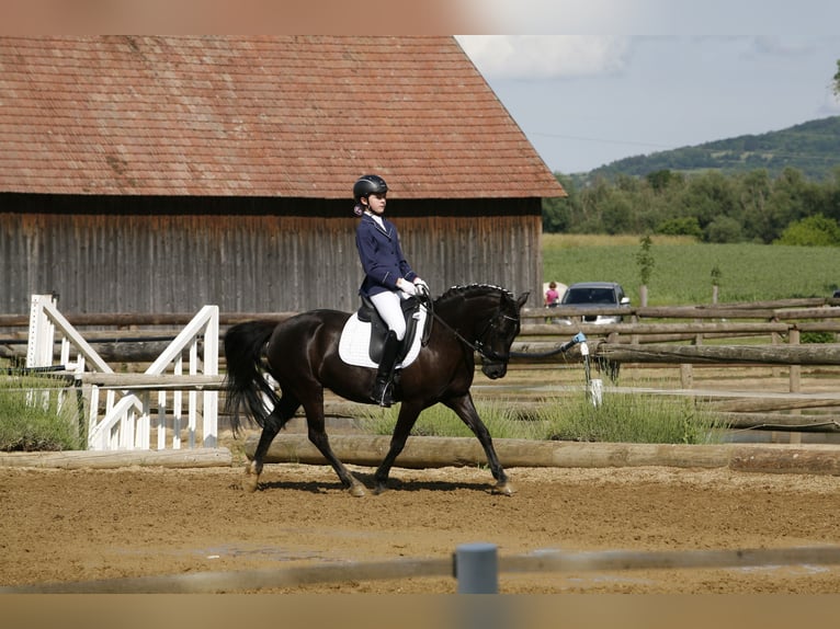 Welsh C (of Cob Type) Mix Mare 14 years 12,2 hh Black in Neusiedl/Zaya