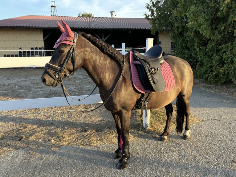 Welsh C (of Cob Type) Mix Mare 14 years 12,2 hh Black in Neusiedl/Zaya