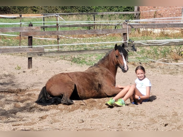 Welsh C (of Cob Type) Mare 14 years 12,2 hh Brown in Köln