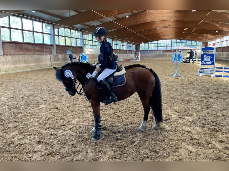 Welsh C (of Cob Type) Mare 14 years 12,2 hh Brown in Köln