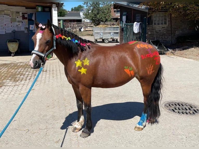 Welsh C (of Cob Type) Mare 14 years 12,2 hh Brown in Köln