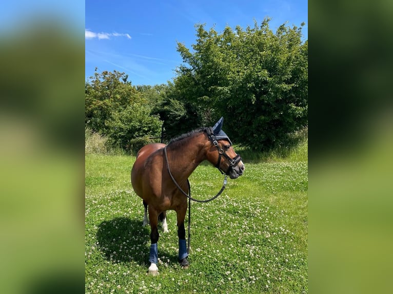 Welsh C (of Cob Type) Mare 14 years 12,2 hh Brown in Köln